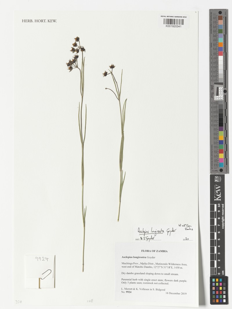 Asclepias longirostra