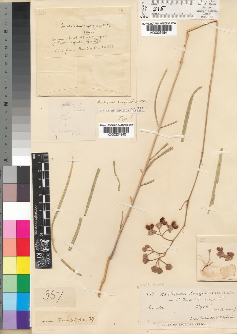 Asclepias longissima photo 3
