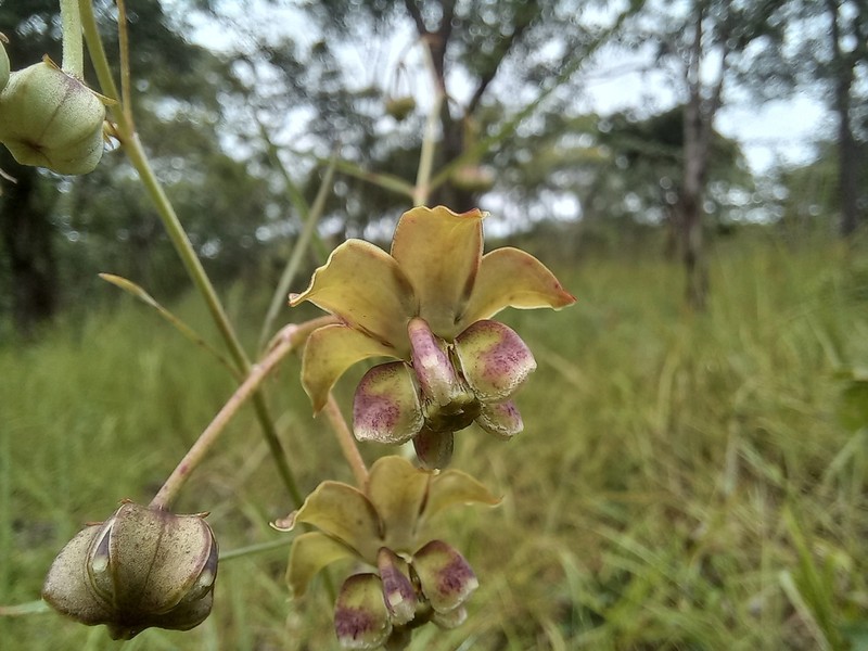 Asclepias longissima