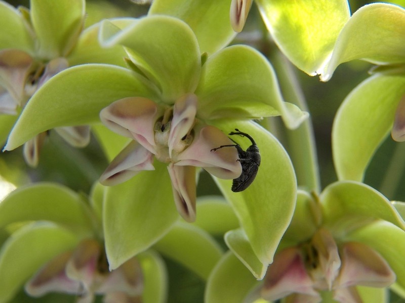 Asclepias lynchiana