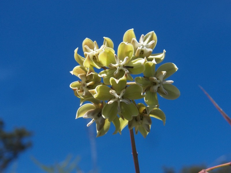 Asclepias lynchiana photo 2