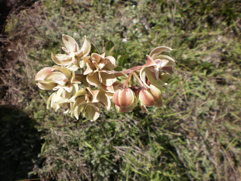Asclepias lynchiana photo 3