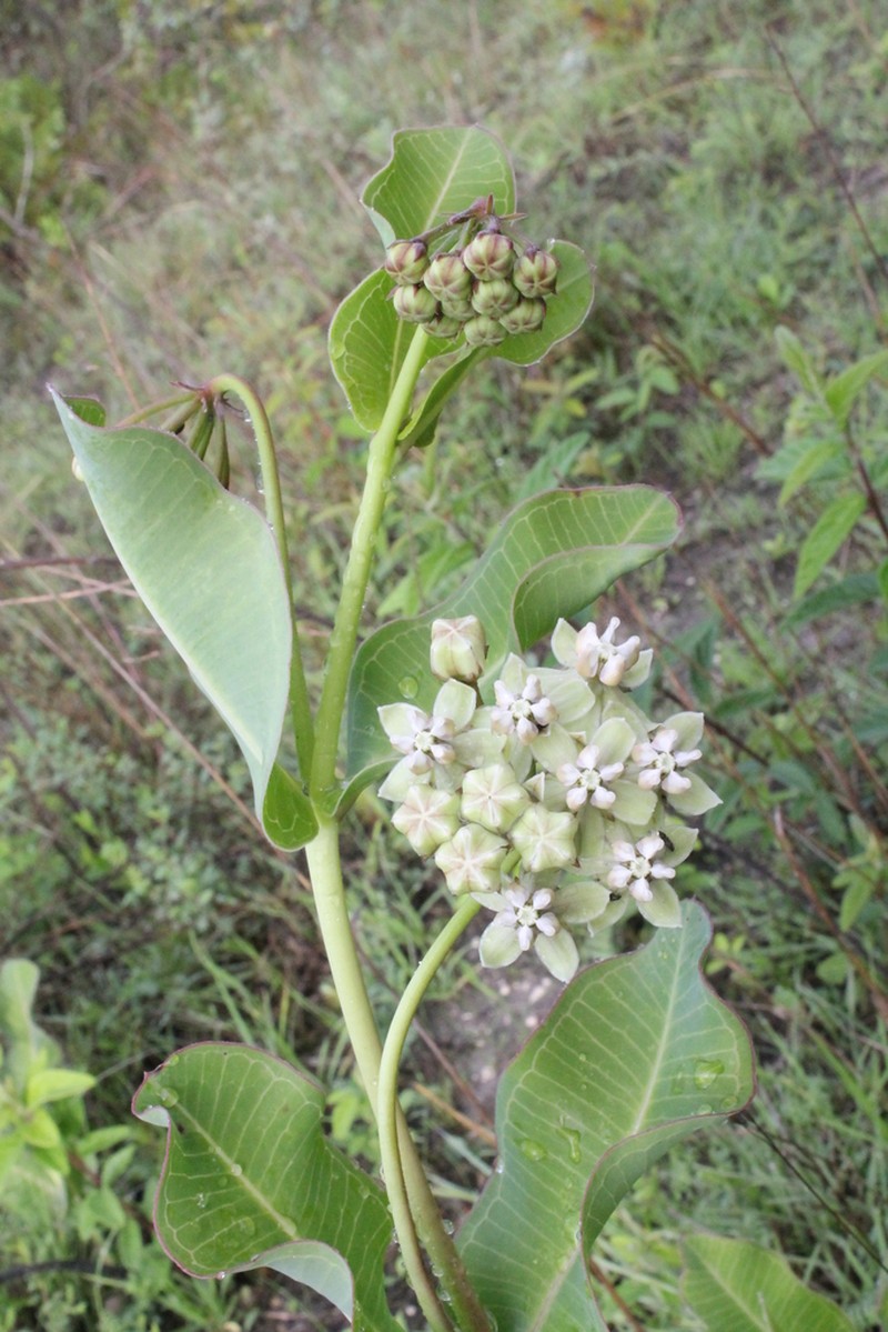 Asclepias lynchiana photo 4