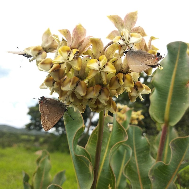 Asclepias lynchiana photo 5