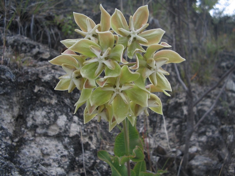 Asclepias lynchiana photo 6
