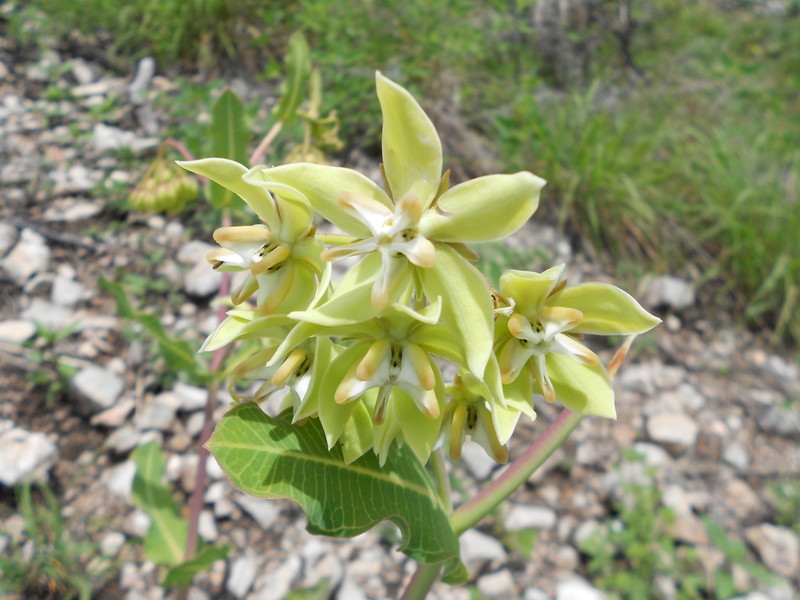 Asclepias lynchiana photo 7