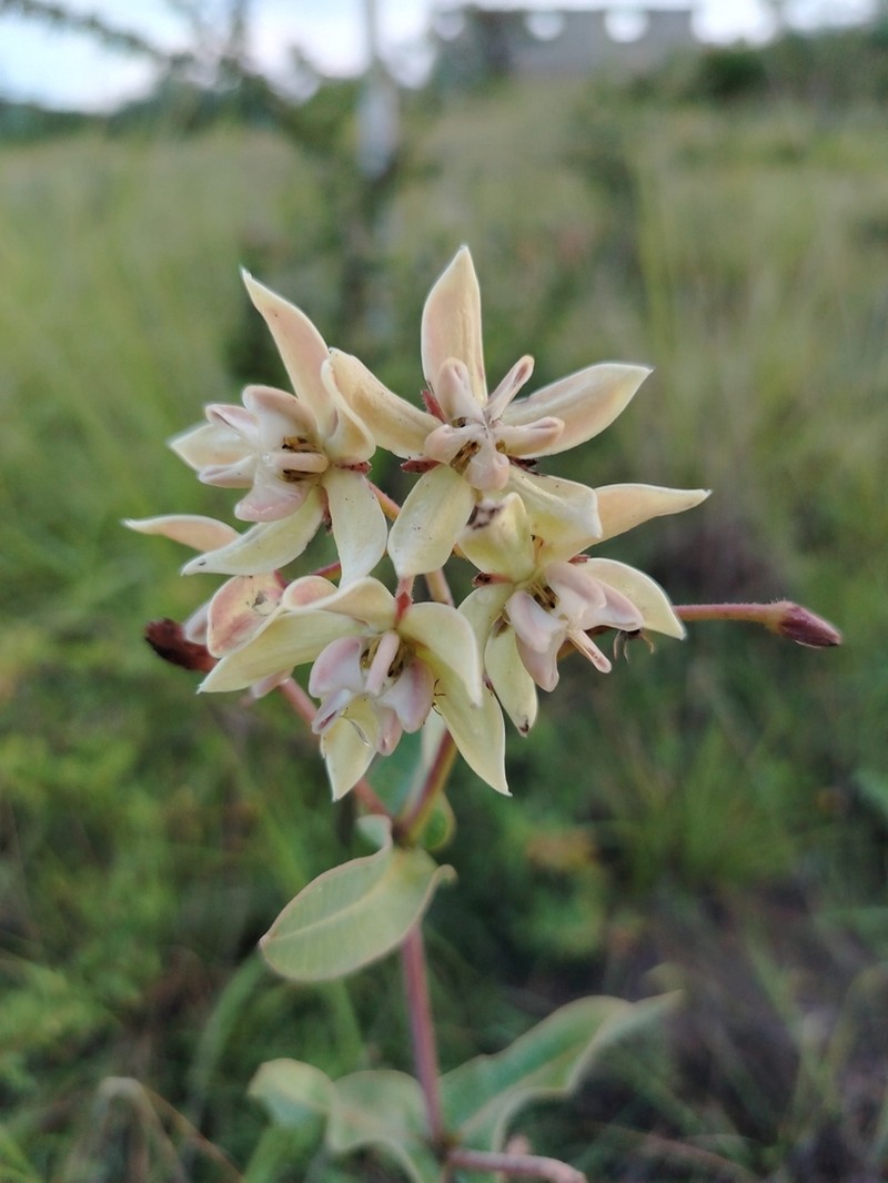 Asclepias lynchiana photo 8