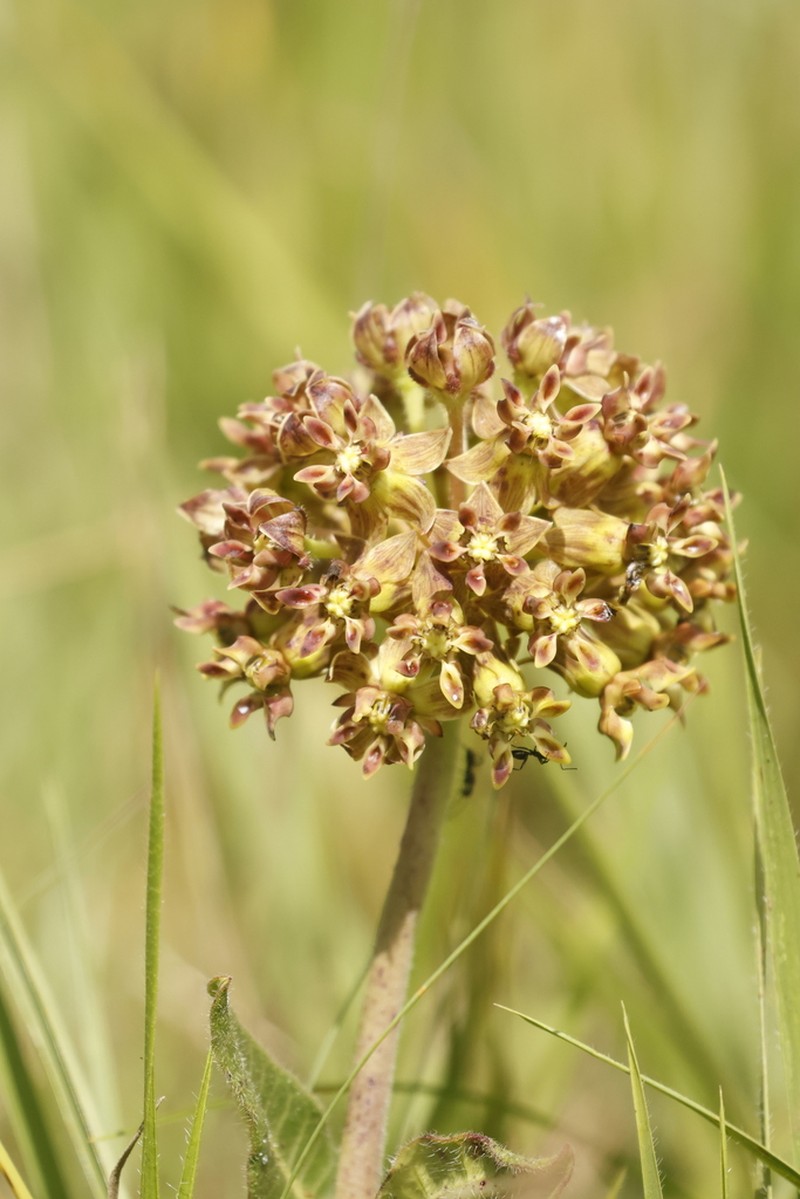Asclepias macropus
