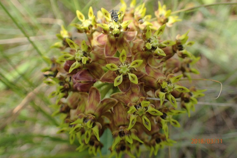 Asclepias macropus photo 2