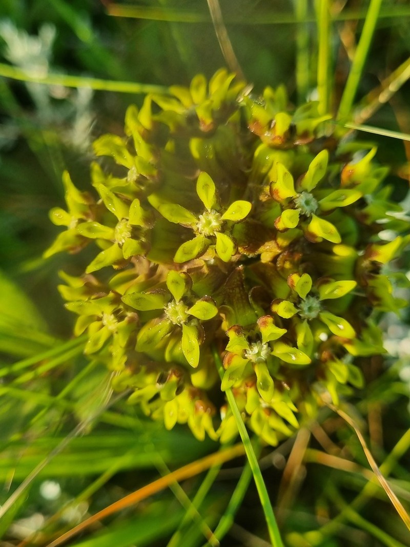 Asclepias macropus photo 3