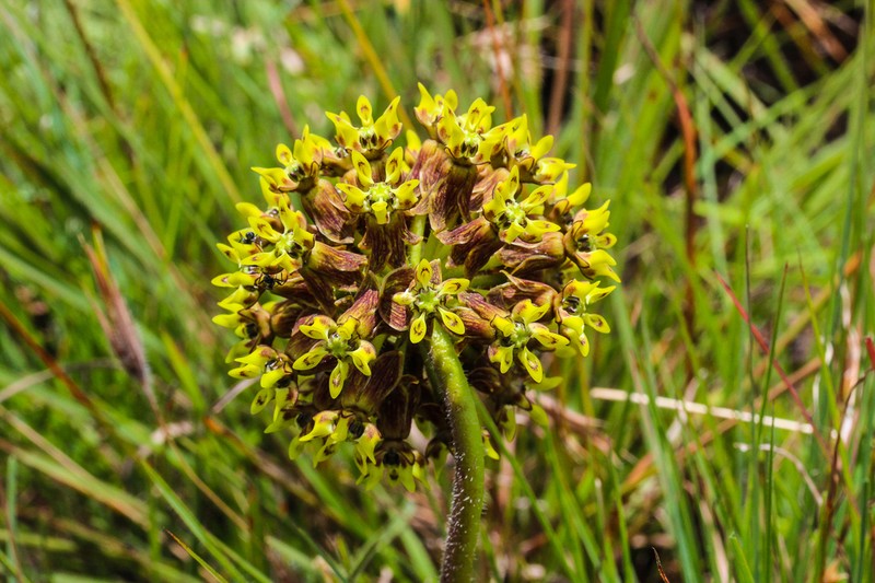 Asclepias macropus photo 4