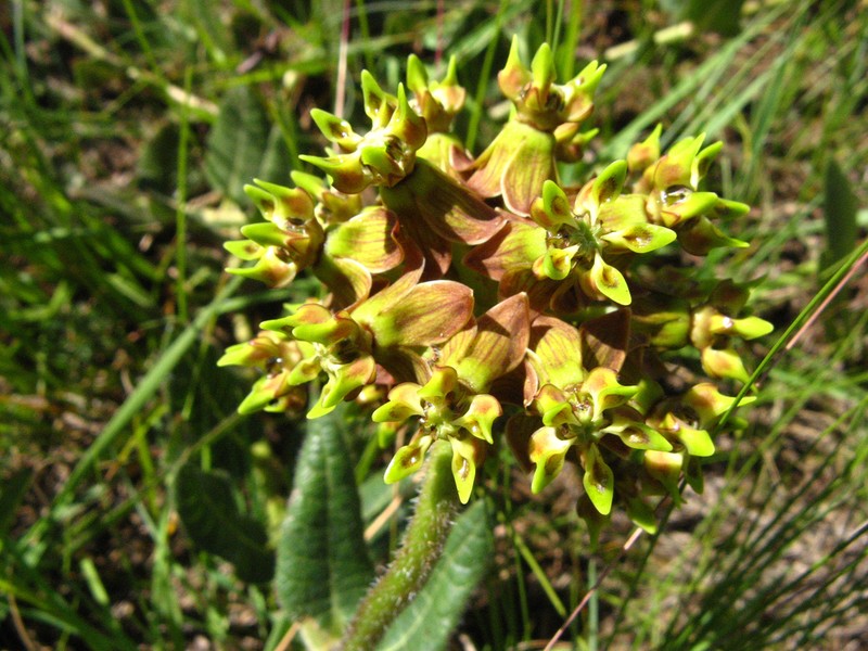 Asclepias macropus photo 5
