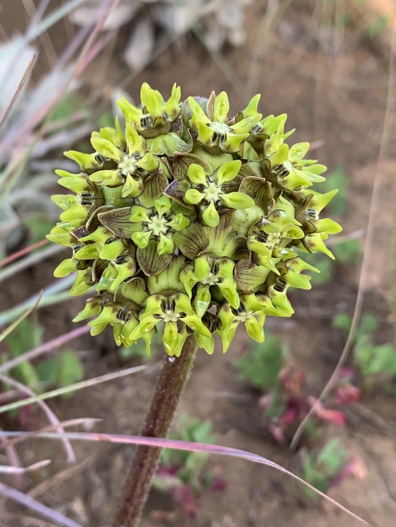 Asclepias macropus photo 6