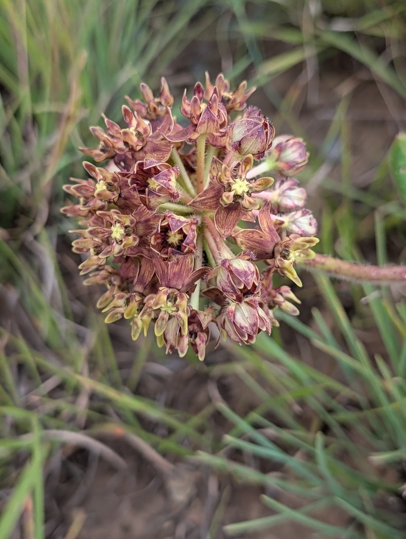 Asclepias macropus photo 7