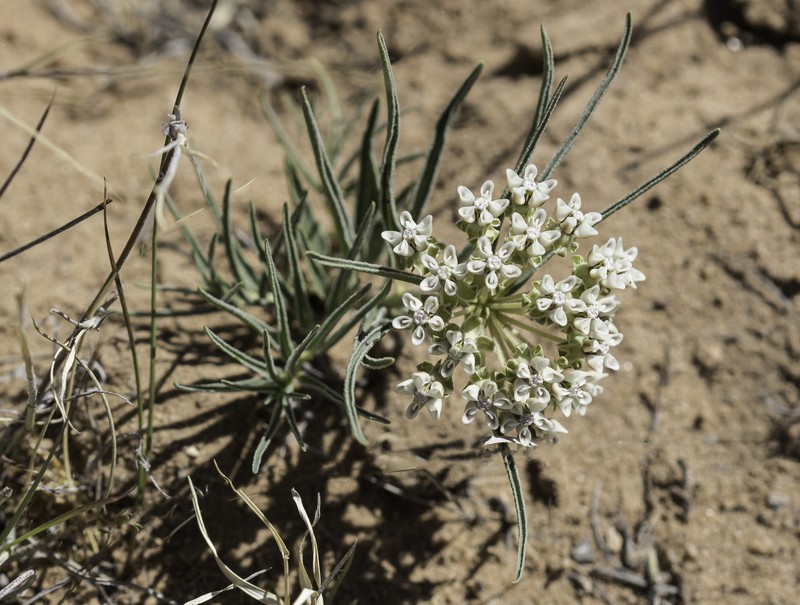 Asclepias macrosperma