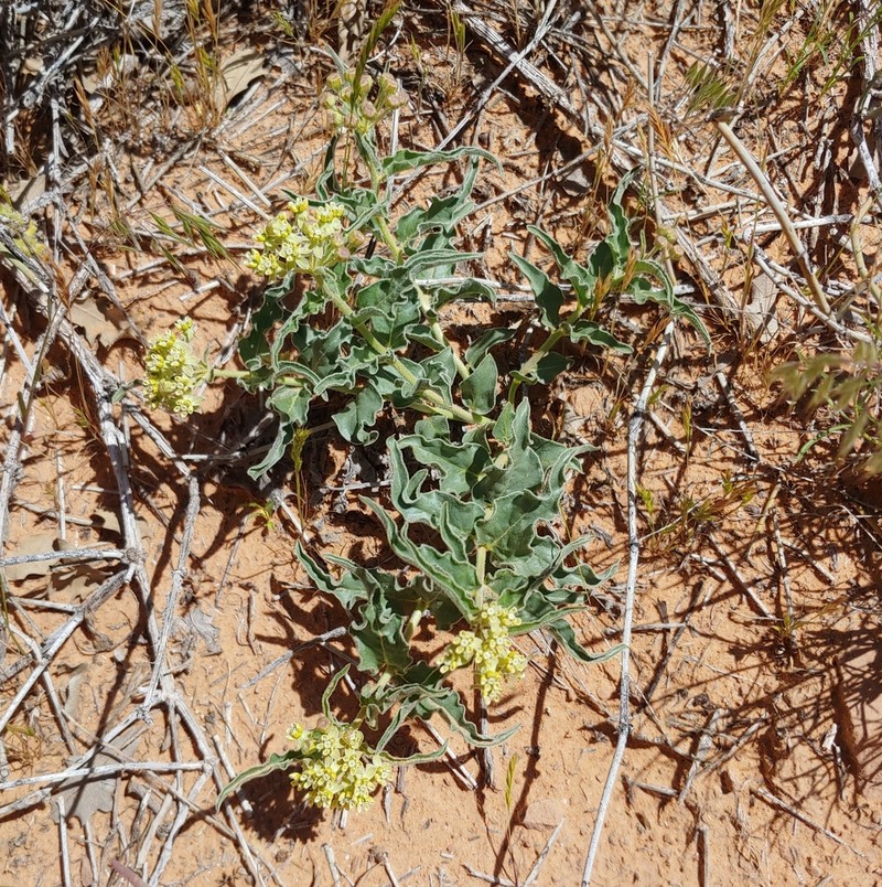 Asclepias macrosperma photo 2