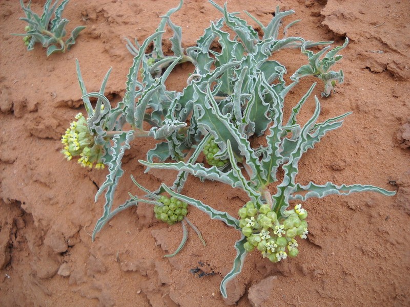 Asclepias macrosperma photo 3
