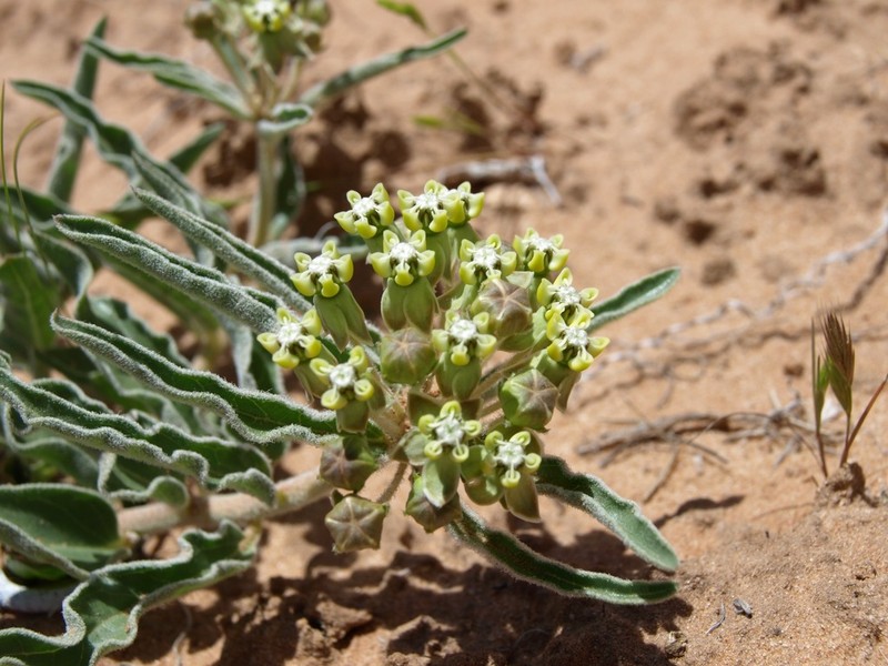 Asclepias macrosperma photo 4