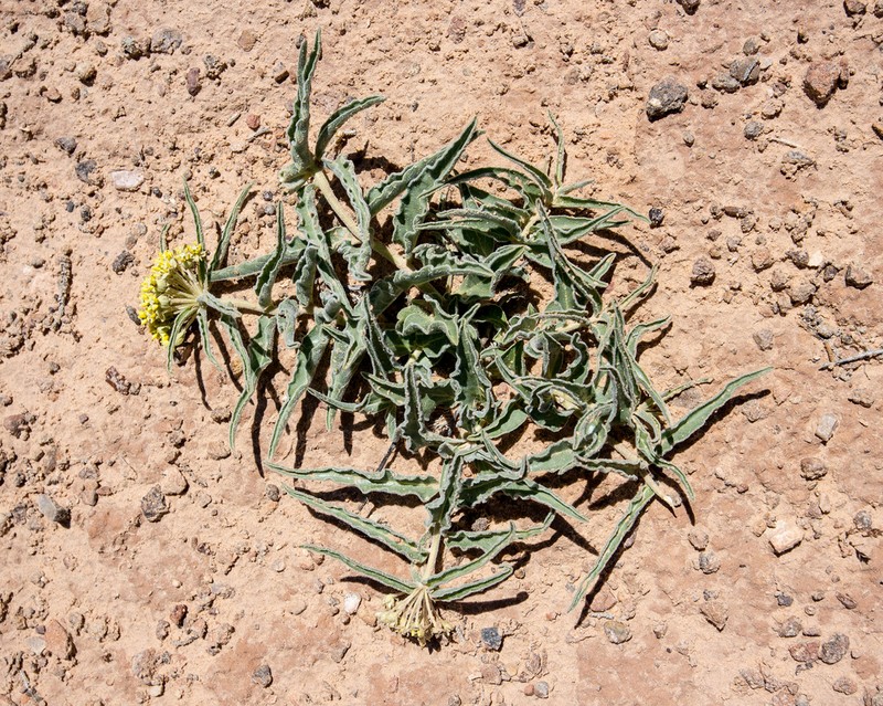 Asclepias macrosperma photo 5