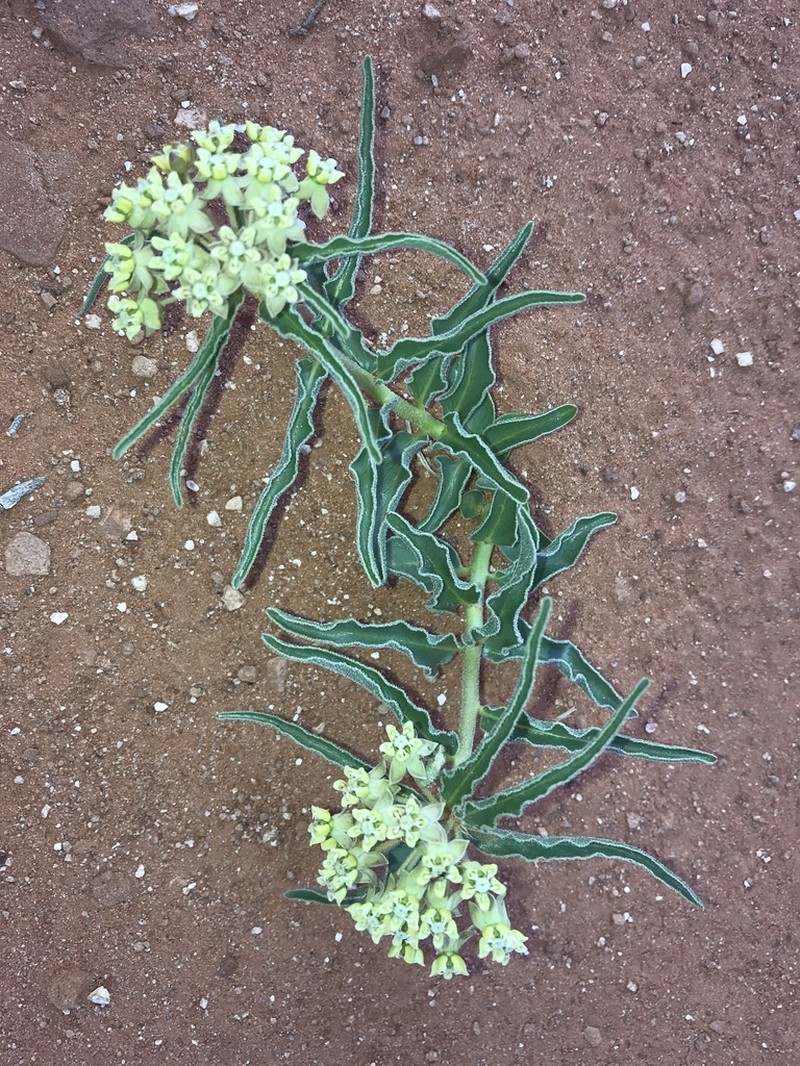 Asclepias macrosperma photo 6