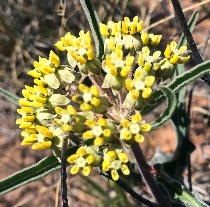 Asclepias macrosperma photo 7