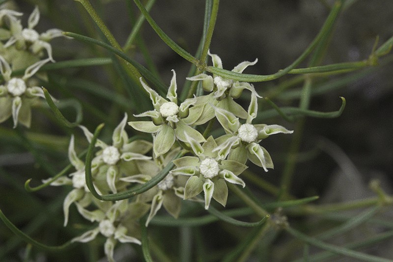 Longhood Milkweed photo 2