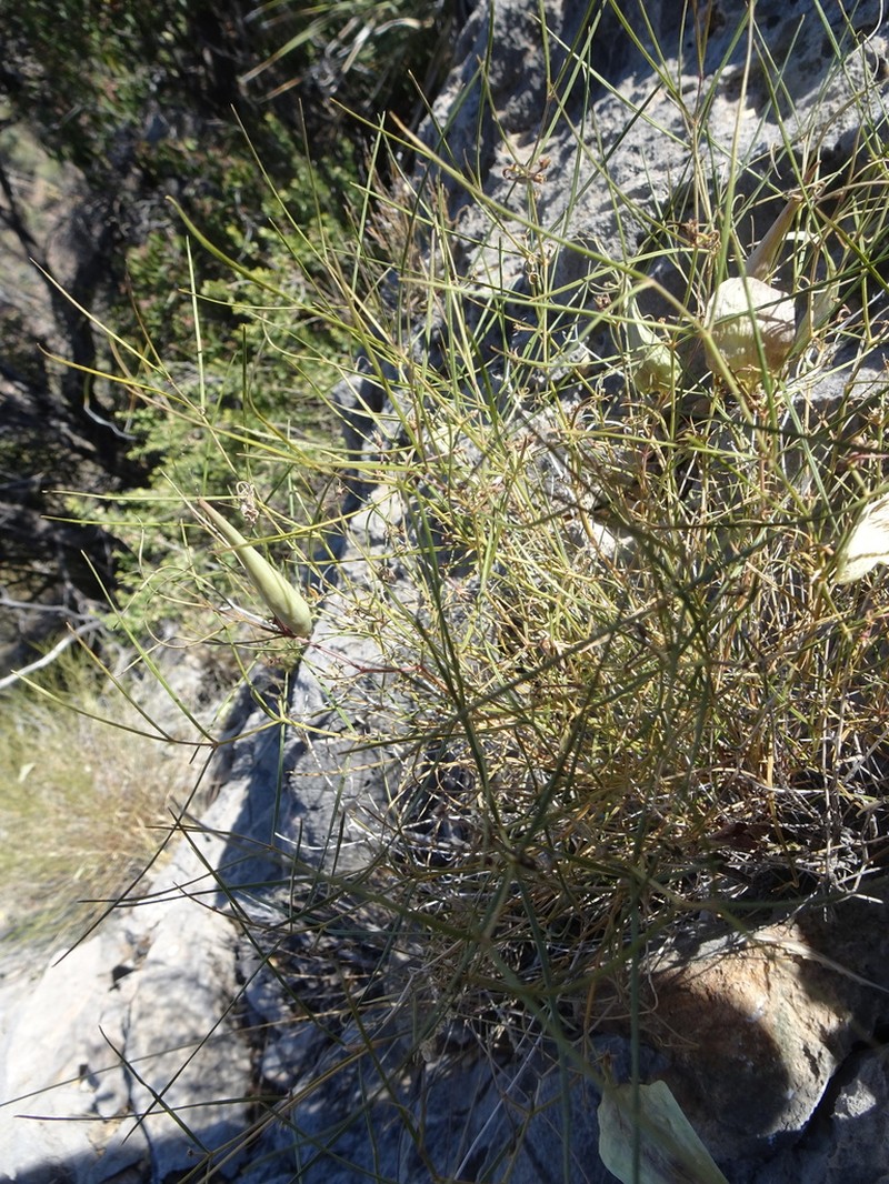 Longhood Milkweed photo 3