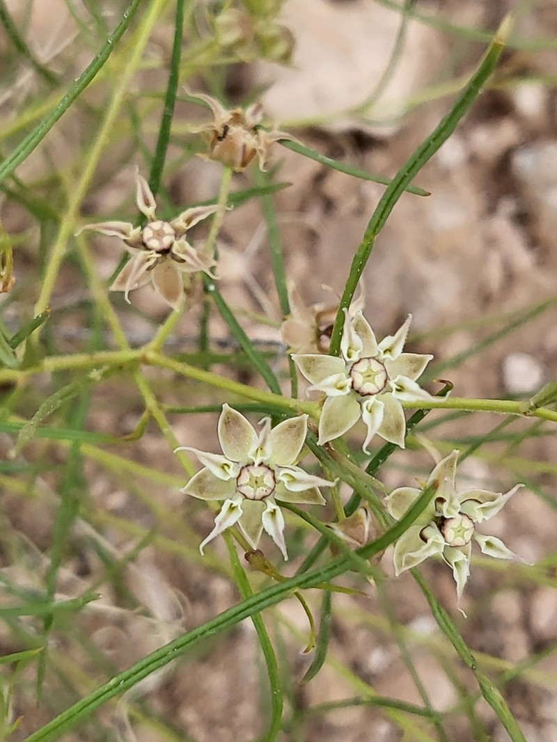 Longhood Milkweed photo 7