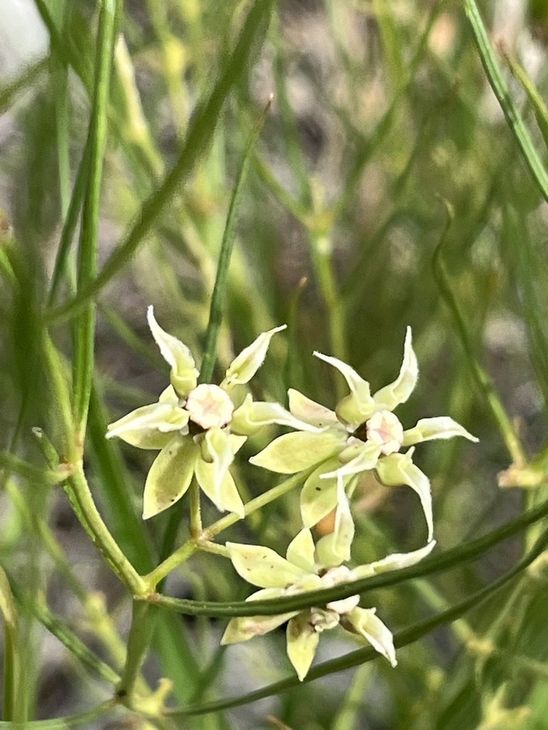 Longhood Milkweed photo 8