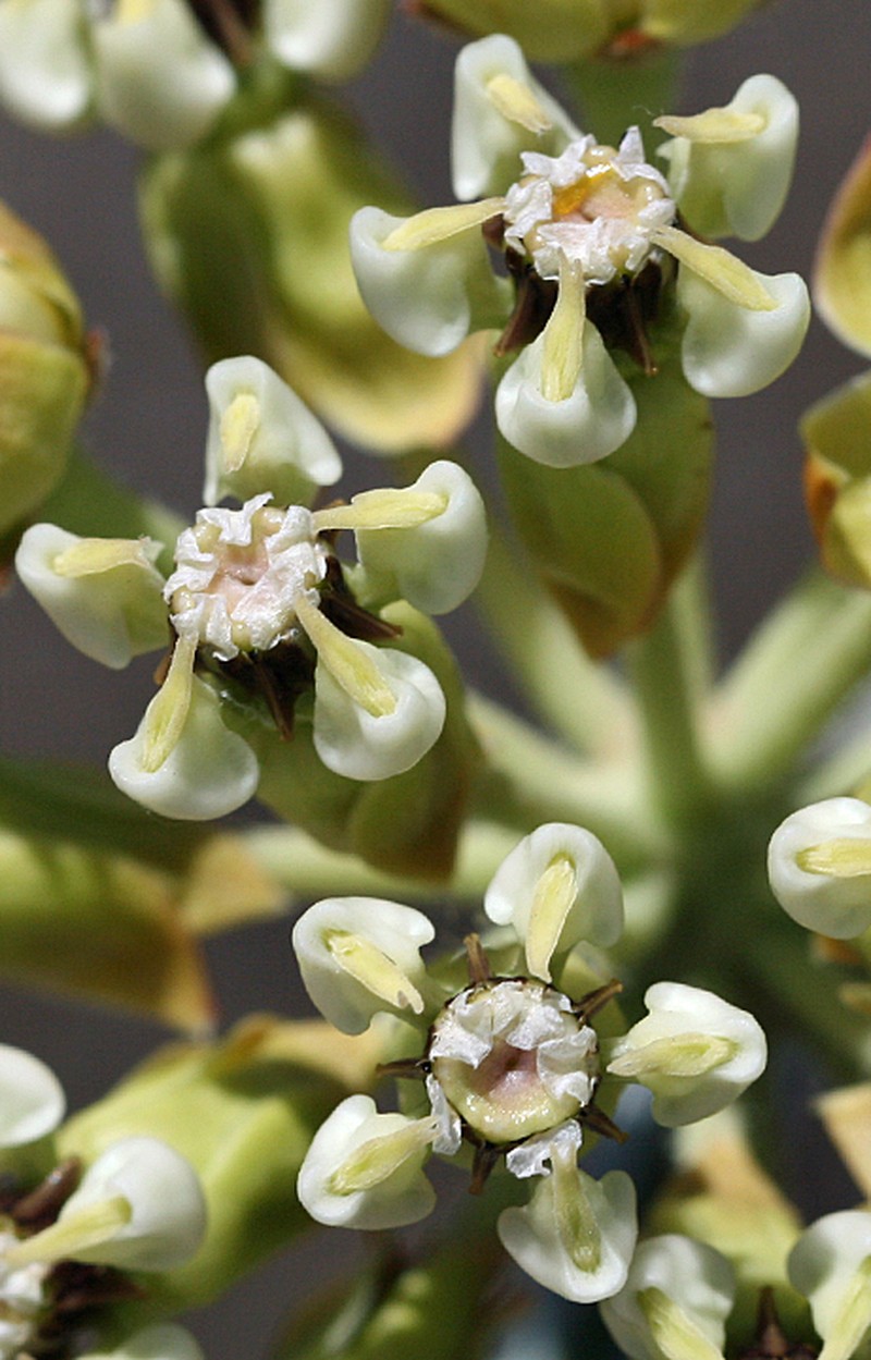 Asclepias masonii