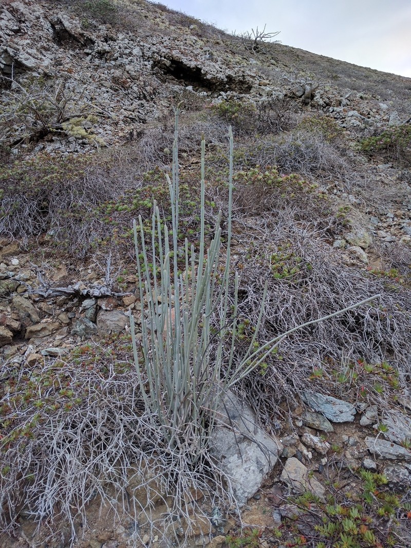 Asclepias masonii photo 2