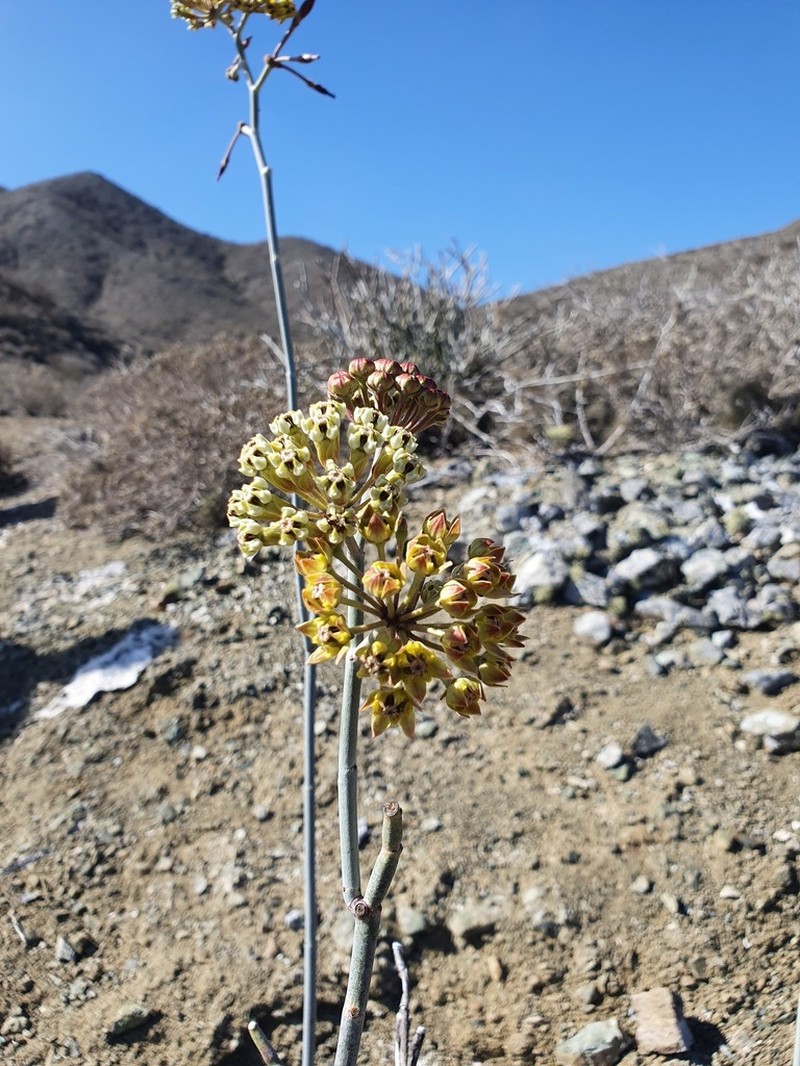 Asclepias masonii photo 3