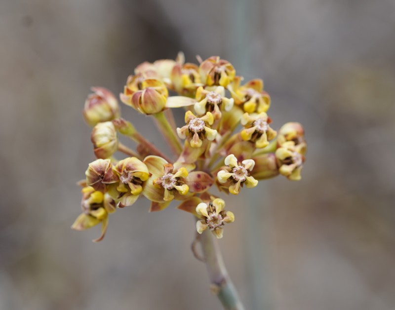 Asclepias masonii photo 5
