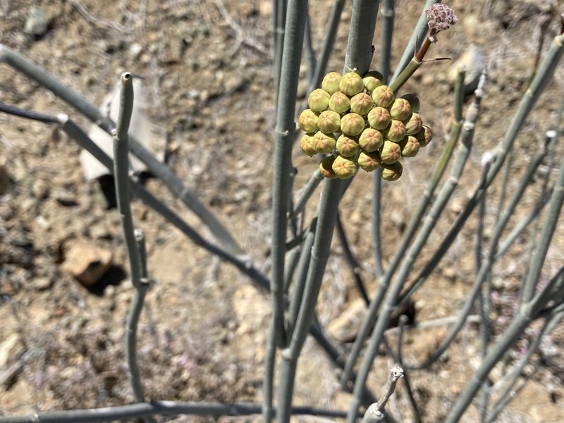 Asclepias masonii photo 6