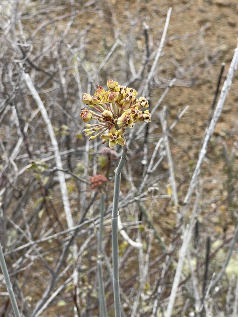 Asclepias masonii photo 7