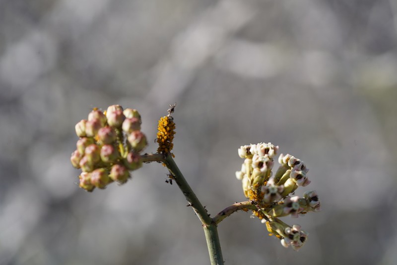 Asclepias masonii photo 8