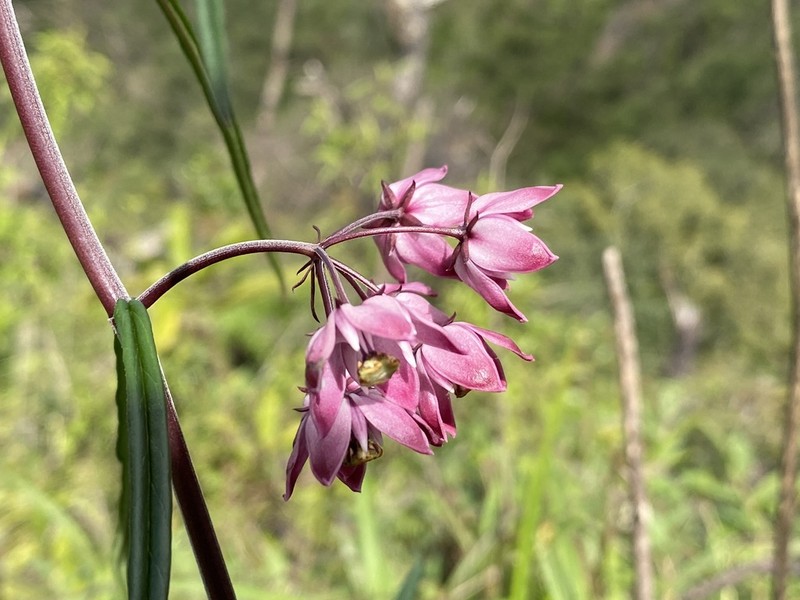 Asclepias mcvaughii