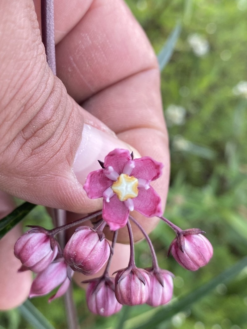 Asclepias mcvaughii photo 2