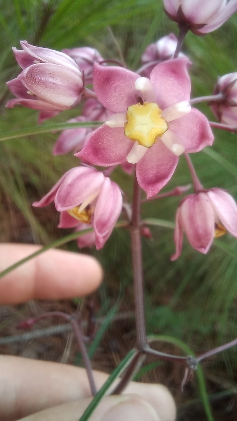 Asclepias mcvaughii photo 3
