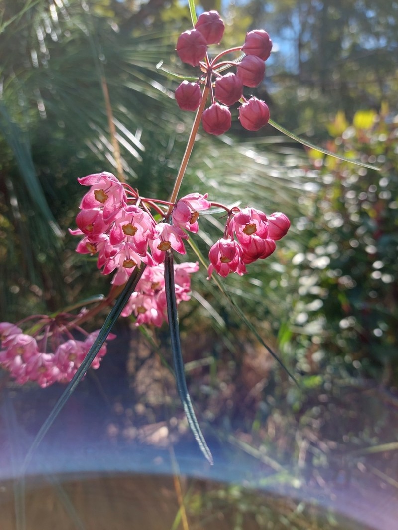 Asclepias mcvaughii photo 6