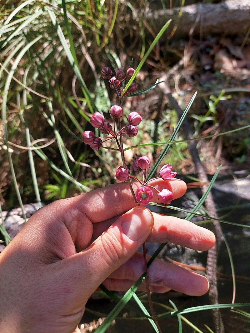 Asclepias mcvaughii photo 7