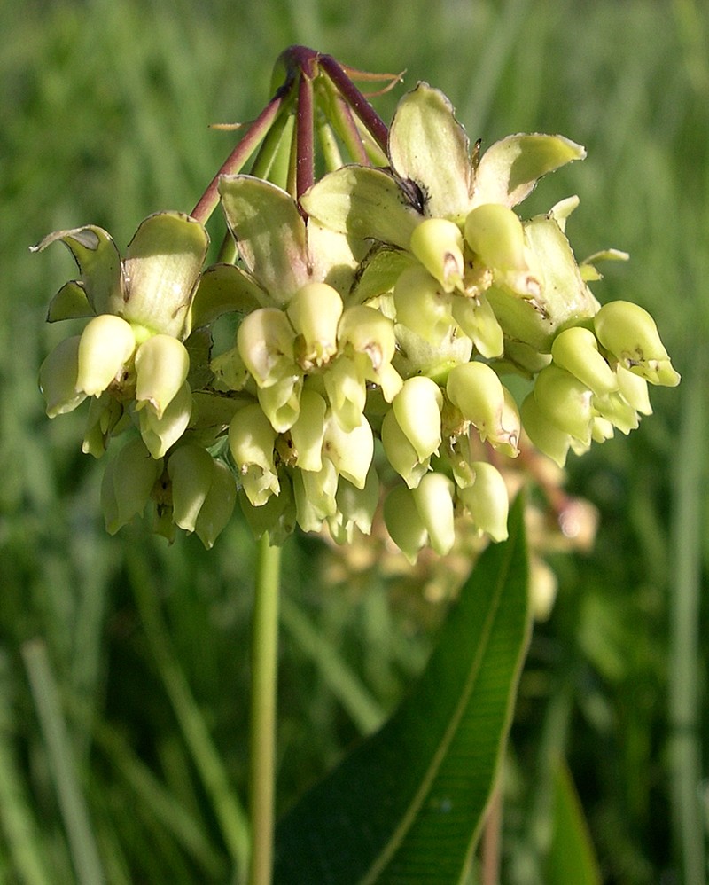 Mead's Milkweed