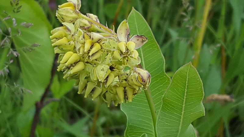 Mead's Milkweed photo 2