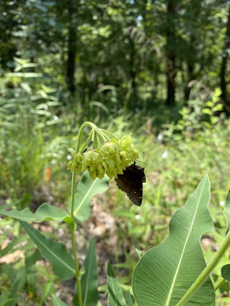 Mead's Milkweed photo 3