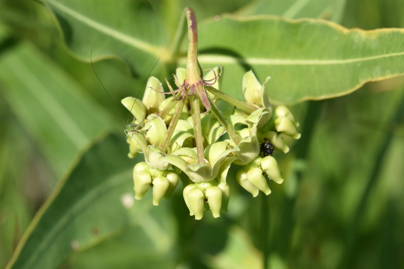 Mead's Milkweed photo 4