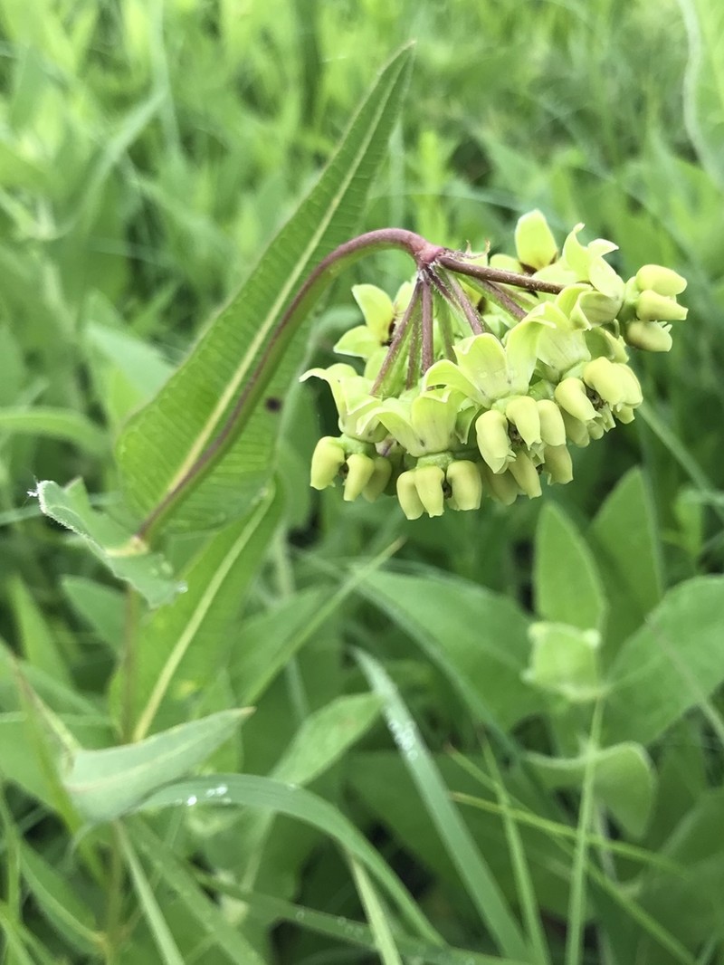 Mead's Milkweed photo 5