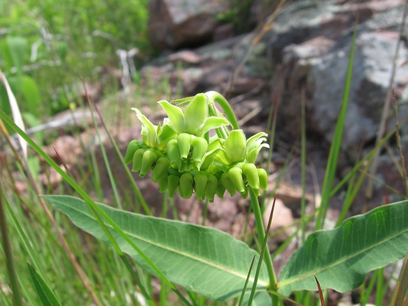 Mead's Milkweed photo 6