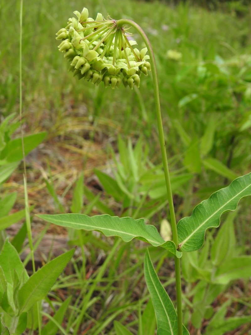 Mead's Milkweed photo 7
