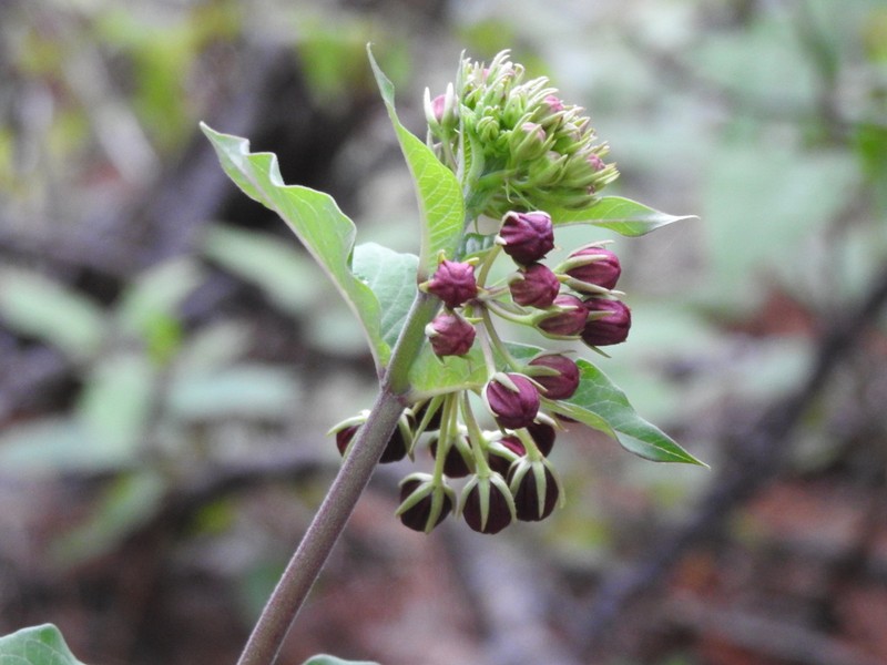 Asclepias melantha