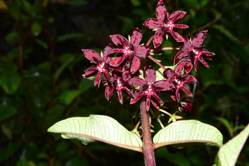 Asclepias melantha photo 2